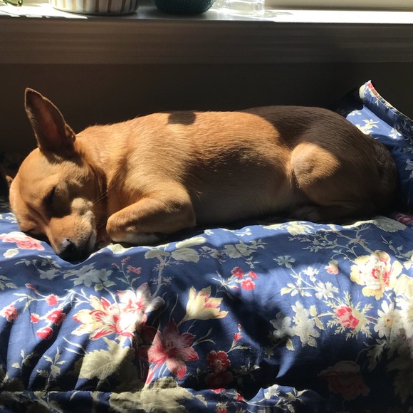 Meet your Posher, Victoria - Picture 3 of 4